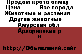 Продам крота самку › Цена ­ 200 - Все города Животные и растения » Другие животные   . Амурская обл.,Архаринский р-н